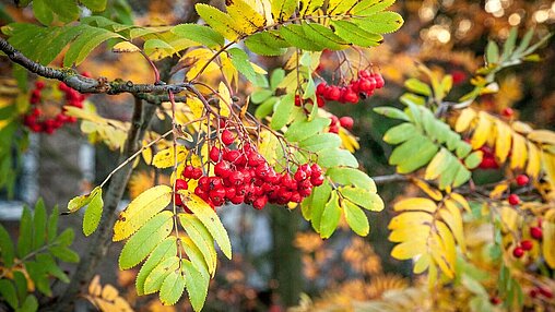Schöne Herbstferien